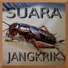 Kumpulan Suara Jangkrik