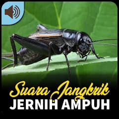 Suara Jangkrik Jernih